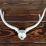 Antler Set
