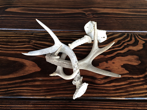 www.classicvintagerentals.com ? 0413 - Small Antlers