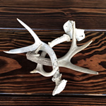 Small Antlers