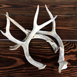 Medium Antlers