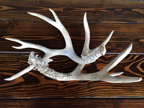 www.classicvintagerentals.com ? 0425 - Large Antlers