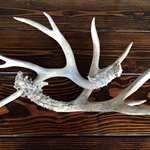 Large Antlers