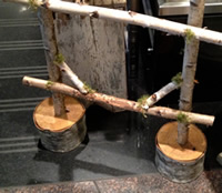 Birch Ladders